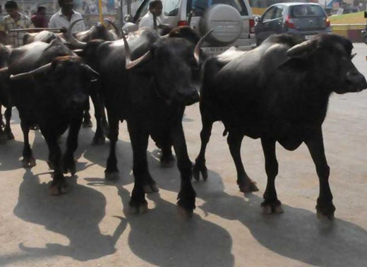 Cow vigilantis...